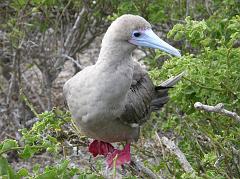 Galapagos 7-2-05 Genovesa Darwin Bay Red-footed Booby The highlight of the trip to Genovesa is seeing the red-footed booby because they are found only at the fringes of the Galapagos, with over 140,000 pairs on Genovesa. Red-footed boobies are all brown with the exception of red legs and feet and a light blue bill with a red base.